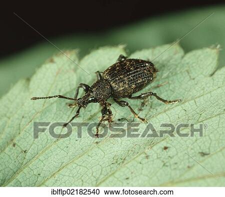 Vine Weevil (Otiorhynchus sulcatus) on Strawberry (Fragaria x ananassa) leaf View Large Photo Image Stock Image - Vine Weevil (Otiorhynchus sulcatus) on Strawberry (Fragaria x ananassa) leaf. Fotosearch
