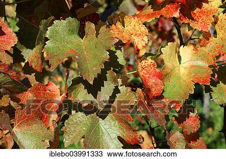 "Vines, grape leaves in autumn, Trollinger, in Winterbach, Remstal valley, Baden-Wurttemberg, Germany, Europe" View Large Photo Image Stock Image - "Vines, grape leaves in autumn, Trollinger, in Winterbach, Remstal valley, Baden-Wurttemberg, Germany, Europe". Fotosearch