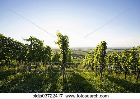 "Vines in a vineyard, overlooking the Rhine Valley, Staufen im Breisgau, Baden-Wurttemberg, Germany, Europe" View Large Photo Image Stock Photo - "Vines in a vineyard, overlooking the Rhine Valley, Staufen im Breisgau, Baden-Wurttemberg, Germany, Europe". Fotosearch