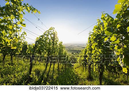 "Vines in a vineyard, overlooking the Rhine Valley, Staufen im Breisgau, Baden-Wurttemberg, Germany, Europe" View Large Photo Image Stock Photography - "Vines in a vineyard, overlooking the Rhine Valley, Staufen im Breisgau, Baden-Wurttemberg, Germany, Europe". Fotosearch