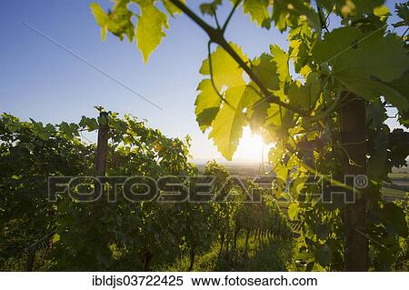 Stock Photography - "Vines in a vineyard with sun in Markgraeflerland, Grunern, Staufen im Breisgau, Baden-Wurttemberg, Germany, Europe". Fotosearch