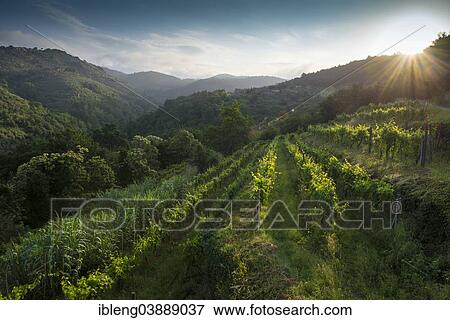 "Vines in the morning light, St. Francis' Path, Vinci, Tuscany, Italy, Europe" View Large Photo Image Stock Photo - "Vines in the morning light, St. Francis' Path, Vinci, Tuscany, Italy, Europe". Fotosearch