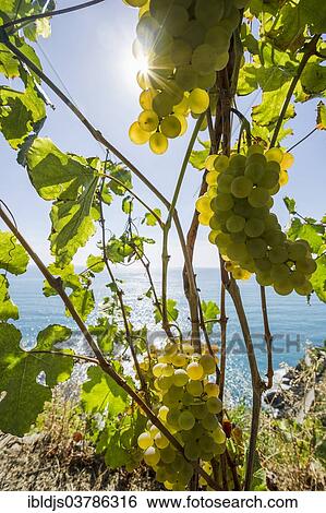 Stock Photograph - "Vines near the sea, Cinque Terre, La Spezia Province, Liguria, Italy, Europe". Fotosearch