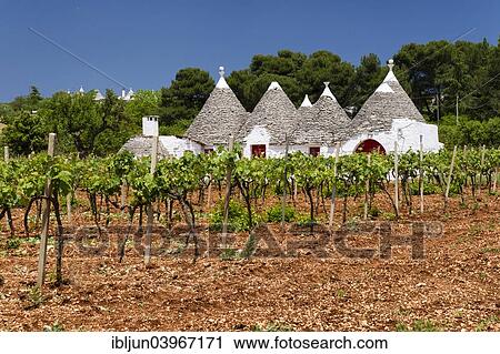 "Vines, Trulli houses, traditional round houses, near Locorotondo, Valle d'Itria, Apulia, Italy, Europe" View Large Photo Image Stock Image - "Vines, Trulli houses, traditional round houses, near Locorotondo, Valle d'Itria, Apulia, Italy, Europe". Fotosearch