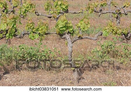 "Vines, vine in the spring, Vaucluse, Provence-Alpes-Cote d'Azur, Southern France, France, Europe" View Large Photo Image Stock Image - "Vines, vine in the spring, Vaucluse, Provence-Alpes-Cote d'Azur, Southern France, France, Europe". Fotosearch