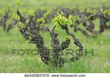 Stock Image - "Vines, vine in the spring, Vaucluse, Provence-Alpes-Cote d'Azur, Southern France, France, Europe". Fotosearch