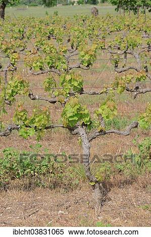 "Vines, vine in the spring, Vaucluse, Provence-Alpes-Cote d'Azur, Southern France, France, Europe" View Large Photo Image Stock Photography - "Vines, vine in the spring, Vaucluse, Provence-Alpes-Cote d'Azur, Southern France, France, Europe". Fotosearch