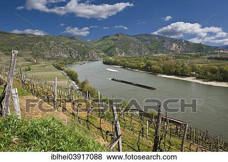 "Vines, Wachau, Lower Austria, Austria, Europe" View Large Photo Image Stock Photo - "Vines, Wachau, Lower Austria, Austria, Europe". Fotosearch