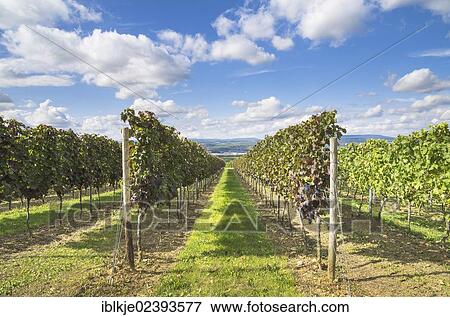"Vineyard, Aspisheim, Mainz Bingen district, Rhineland-Palatinate, Germany, Europe" View Large Photo Image Stock Photo - "Vineyard, Aspisheim, Mainz Bingen district, Rhineland-Palatinate, Germany, Europe". Fotosearch