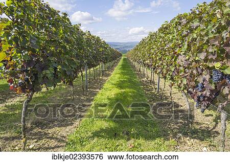 "Vineyard, Aspisheim, Mainz Bingen district, Rhineland-Palatinate, Germany, Europe" View Large Photo Image Stock Photograph - "Vineyard, Aspisheim, Mainz Bingen district, Rhineland-Palatinate, Germany, Europe". Fotosearch