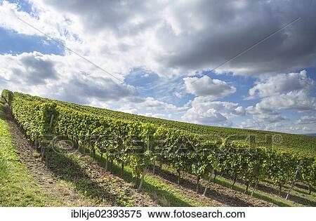 "Vineyard, Aspisheim, Mainz Bingen district, Rhineland-Palatinate, Germany, Europe" View Large Photo Image Stock Photography - "Vineyard, Aspisheim, Mainz Bingen district, Rhineland-Palatinate, Germany, Europe". Fotosearch
