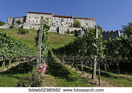 "Vineyard below the castle, Burghausen, Upper Bavaria, Bavaria, Germany, Europe" View Large Photo Image Stock Image - "Vineyard below the castle, Burghausen, Upper Bavaria, Bavaria, Germany, Europe". Fotosearch