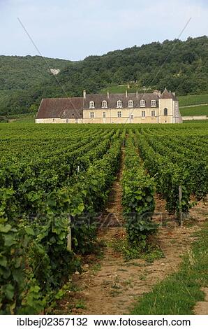 "Vineyard Chateau du Clos de Vougeot, Cote d'Or, Burgundy, France, Europe" View Large Photo Image Stock Image - "Vineyard Chateau du Clos de Vougeot, Cote d'Or, Burgundy, France, Europe". Fotosearch