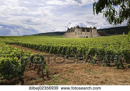 "Vineyard Chateau du Clos de Vougeot, Cote d'Or, Burgundy, France, Europe" View Large Photo Image Stock Photo - "Vineyard Chateau du Clos de Vougeot, Cote d'Or, Burgundy, France, Europe". Fotosearch