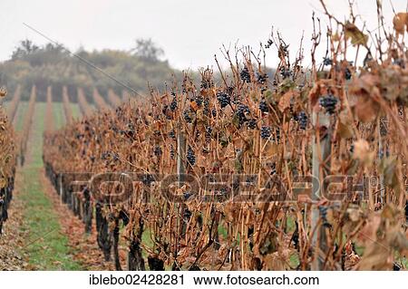 "Vineyard, crop of 2012, Trollinger, Lauffen am Neckar, Baden-Wuerttemberg, Germany, Europe" View Large Photo Image Stock Image - "Vineyard, crop of 2012, Trollinger, Lauffen am Neckar, Baden-Wuerttemberg, Germany, Europe". Fotosearch