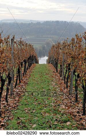 "Vineyard, crop of 2012, Trollinger, Lauffen am Neckar, Baden-Wuerttemberg, Germany, Europe" View Large Photo Image Stock Image - "Vineyard, crop of 2012, Trollinger, Lauffen am Neckar, Baden-Wuerttemberg, Germany, Europe". Fotosearch