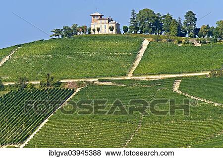 "Vineyard for Nebbiolo grapes in Alba, Piedmont, Italy, Europe" View Large Photo Image Stock Photo - "Vineyard for Nebbiolo grapes in Alba, Piedmont, Italy, Europe". Fotosearch