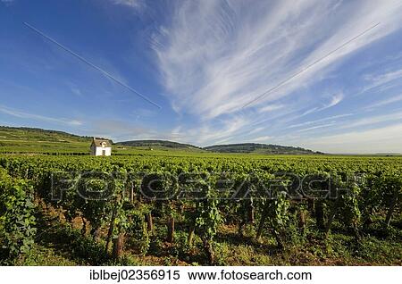 "Vineyard hut, vineyard, Cote de Beaune, Burgundy, France, Europe" View Large Photo Image Stock Photography - "Vineyard hut, vineyard, Cote de Beaune, Burgundy, France, Europe". Fotosearch