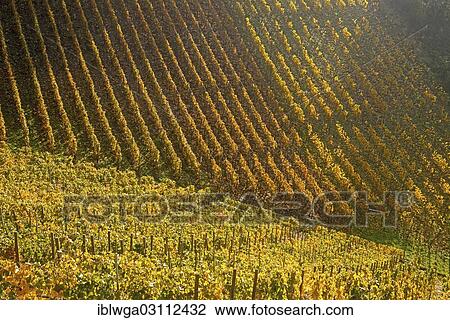 "Vineyard in autumn, Ahr Valley, Rhineland-Palatinate, Germany, Europe" View Large Photo Image Stock Image - "Vineyard in autumn, Ahr Valley, Rhineland-Palatinate, Germany, Europe". Fotosearch