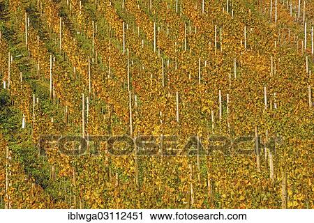"Vineyard in autumn, Ahr Valley, Rhineland-Palatinate, Germany, Europe" View Large Photo Image Stock Image - "Vineyard in autumn, Ahr Valley, Rhineland-Palatinate, Germany, Europe". Fotosearch