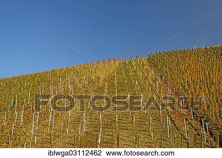 Stock Image - "Vineyard in autumn, Ahr Valley, Rhineland-Palatinate, Germany, Europe". Fotosearch