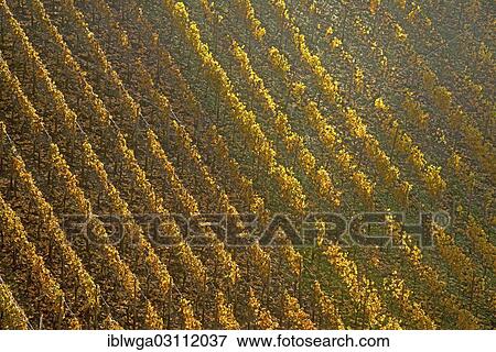 Stock Photo - "Vineyard in autumn, Ahr Valley, Rhineland-Palatinate, Germany, Europe". Fotosearch
