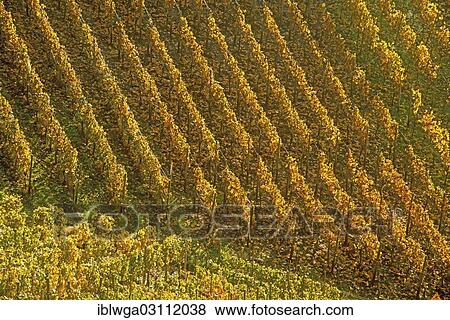 Stock Photo - "Vineyard in autumn, Ahr Valley, Rhineland-Palatinate, Germany, Europe". Fotosearch