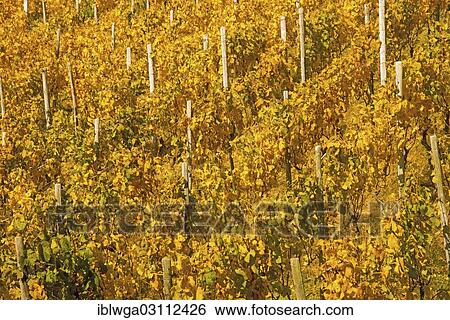 "Vineyard in autumn, Ahr Valley, Rhineland-Palatinate, Germany, Europe" View Large Photo Image Stock Photograph - "Vineyard in autumn, Ahr Valley, Rhineland-Palatinate, Germany, Europe". Fotosearch