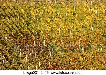"Vineyard in autumn, Ahr Valley, Rhineland-Palatinate, Germany, Europe" View Large Photo Image Stock Photograph - "Vineyard in autumn, Ahr Valley, Rhineland-Palatinate, Germany, Europe". Fotosearch