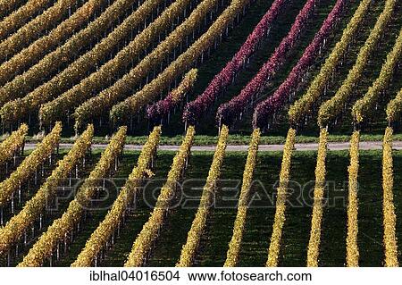 "Vineyard in autumn colours, Schriesheim, Baden-Wurttemberg, Germany, Europe" View Large Photo Image Picture - "Vineyard in autumn colours, Schriesheim, Baden-Wurttemberg, Germany, Europe". Fotosearch