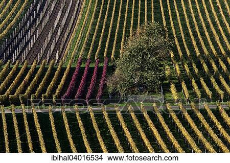 "Vineyard in autumn colours, Schriesheim, Baden-Wurttemberg, Germany, Europe" View Large Photo Image Picture - "Vineyard in autumn colours, Schriesheim, Baden-Wurttemberg, Germany, Europe". Fotosearch