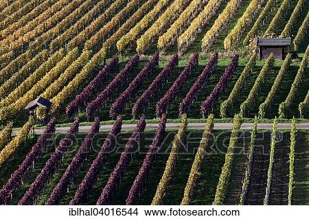 "Vineyard in autumn colours, Schriesheim, Baden-Wurttemberg, Germany, Europe" View Large Photo Image Picture - "Vineyard in autumn colours, Schriesheim, Baden-Wurttemberg, Germany, Europe". Fotosearch