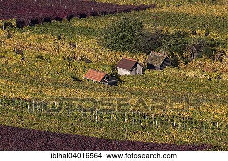"Vineyard in autumn colours, Schriesheim, Baden-Wurttemberg, Germany, Europe" View Large Photo Image Picture - "Vineyard in autumn colours, Schriesheim, Baden-Wurttemberg, Germany, Europe". Fotosearch