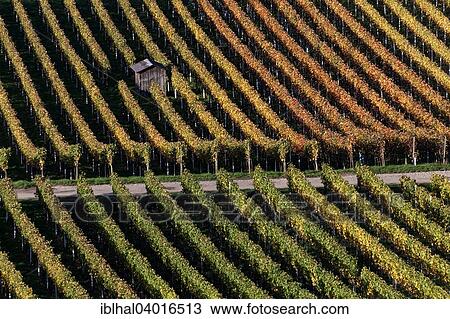 "Vineyard in autumn colours, Schriesheim, Baden-Wurttemberg, Germany, Europe" View Large Photo Image Stock Image - "Vineyard in autumn colours, Schriesheim, Baden-Wurttemberg, Germany, Europe". Fotosearch