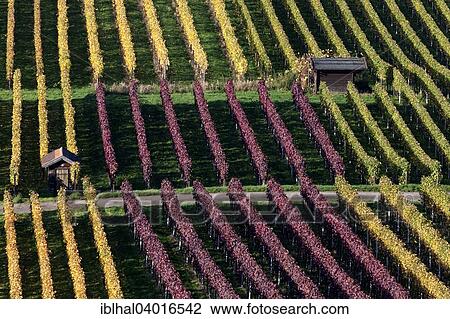 "Vineyard in autumn colours, Schriesheim, Baden-Wurttemberg, Germany, Europe" View Large Photo Image Stock Image - "Vineyard in autumn colours, Schriesheim, Baden-Wurttemberg, Germany, Europe". Fotosearch