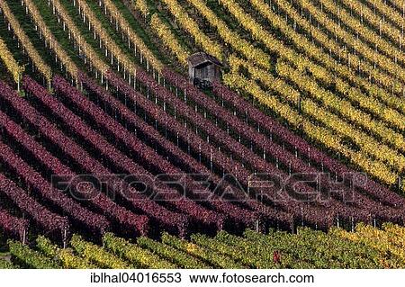 "Vineyard in autumn colours, Schriesheim, Baden-Wurttemberg, Germany, Europe" View Large Photo Image Stock Image - "Vineyard in autumn colours, Schriesheim, Baden-Wurttemberg, Germany, Europe". Fotosearch