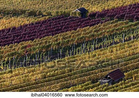 "Vineyard in autumn colours, Schriesheim, Baden-Wurttemberg, Germany, Europe" View Large Photo Image Stock Image - "Vineyard in autumn colours, Schriesheim, Baden-Wurttemberg, Germany, Europe". Fotosearch