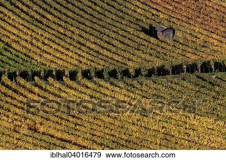 "Vineyard in autumn colours, Schriesheim, Baden-Wurttemberg, Germany, Europe" View Large Photo Image Stock Photo - "Vineyard in autumn colours, Schriesheim, Baden-Wurttemberg, Germany, Europe". Fotosearch