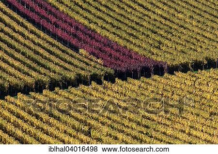 "Vineyard in autumn colours, Schriesheim, Baden-Wurttemberg, Germany, Europe" View Large Photo Image Stock Photo - "Vineyard in autumn colours, Schriesheim, Baden-Wurttemberg, Germany, Europe". Fotosearch