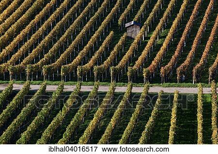 "Vineyard in autumn colours, Schriesheim, Baden-Wurttemberg, Germany, Europe" View Large Photo Image Stock Photo - "Vineyard in autumn colours, Schriesheim, Baden-Wurttemberg, Germany, Europe". Fotosearch