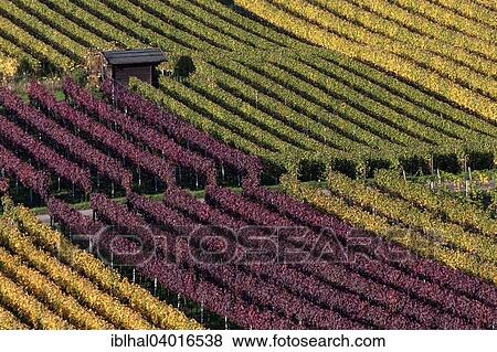 "Vineyard in autumn colours, Schriesheim, Baden-Wurttemberg, Germany, Europe" View Large Photo Image Stock Photo - "Vineyard in autumn colours, Schriesheim, Baden-Wurttemberg, Germany, Europe". Fotosearch