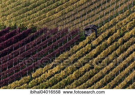 "Vineyard in autumn colours, Schriesheim, Baden-Wurttemberg, Germany, Europe" View Large Photo Image Stock Photo - "Vineyard in autumn colours, Schriesheim, Baden-Wurttemberg, Germany, Europe". Fotosearch