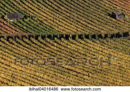 "Vineyard in autumn colours, Schriesheim, Baden-Wurttemberg, Germany, Europe" View Large Photo Image Stock Photograph - "Vineyard in autumn colours, Schriesheim, Baden-Wurttemberg, Germany, Europe". Fotosearch