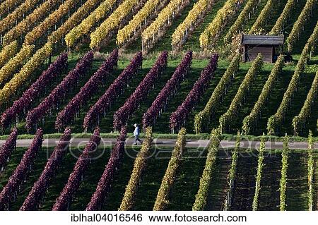 "Vineyard in autumn colours, Schriesheim, Baden-Wurttemberg, Germany, Europe" View Large Photo Image Stock Photograph - "Vineyard in autumn colours, Schriesheim, Baden-Wurttemberg, Germany, Europe". Fotosearch
