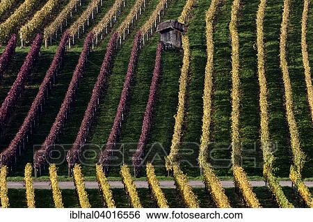 "Vineyard in autumn colours, Schriesheim, Baden-Wurttemberg, Germany, Europe" View Large Photo Image Stock Photograph - "Vineyard in autumn colours, Schriesheim, Baden-Wurttemberg, Germany, Europe". Fotosearch