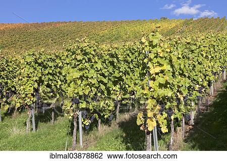"Vineyard in autumn, Esslingen, Baden-Wurttemberg, Germany, Europe" View Large Photo Image Stock Image - "Vineyard in autumn, Esslingen, Baden-Wurttemberg, Germany, Europe". Fotosearch
