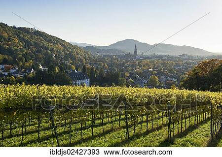 "Vineyard in autumn, Freiburg im Breisgau, Baden-Wuerttemberg, Germany, Europe" View Large Photo Image Stock Image - "Vineyard in autumn, Freiburg im Breisgau, Baden-Wuerttemberg, Germany, Europe". Fotosearch
