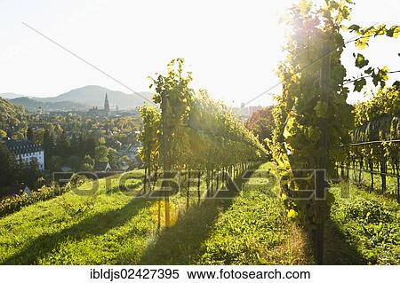 "Vineyard in autumn, Freiburg im Breisgau, Baden-Wuerttemberg, Germany, Europe" View Large Photo Image Stock Photography - "Vineyard in autumn, Freiburg im Breisgau, Baden-Wuerttemberg, Germany, Europe". Fotosearch
