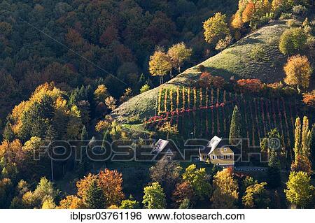 "Vineyard in autumn, Kitzeck im Sausal, Styria, Austria, Europe" View Large Photo Image Stock Photograph - "Vineyard in autumn, Kitzeck im Sausal, Styria, Austria, Europe". Fotosearch