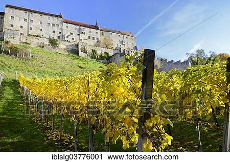"Vineyard in autumn leaves under Burghausen Castle, Upper Bavaria, Bavaria, Germany, Europe" View Large Photo Image Stock Image - "Vineyard in autumn leaves under Burghausen Castle, Upper Bavaria, Bavaria, Germany, Europe". Fotosearch